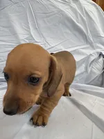 Peanut , a female Miniature Dachshund for sale in Bellevue, MI – Photo 2 of 3