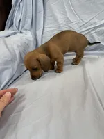 Peanut , a female Miniature Dachshund for sale in Bellevue, MI – Photo 3 of 3