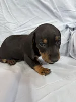 Bear, a male Miniature Dachshund for sale in Bellevue, MI – Photo 5 of 5