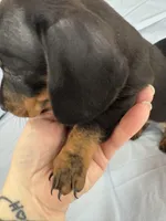 Bear, a male Miniature Dachshund for sale in Bellevue, MI – Photo 2 of 5