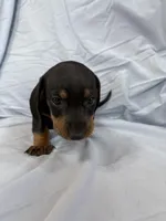 Bear, a male Miniature Dachshund for sale in Bellevue, MI – Photo 4 of 5