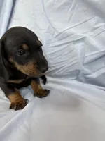 Bear, a male Miniature Dachshund for sale in Bellevue, MI – Photo 3 of 5