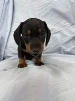 Bear, a male Miniature Dachshund for sale in Bellevue, MI – Photo 1 of 5