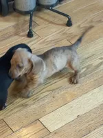 Tom, a male Miniature Dachshund for sale in Bellevue, MI – 3 of 3