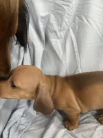 Linus, a male Miniature Dachshund for sale in Bellevue, MI – Photo 4 of 4