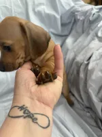 Linus, a male Miniature Dachshund for sale in Bellevue, MI – Photo 2 of 4