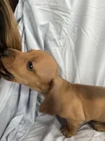 Linus, a male Miniature Dachshund for sale in Bellevue, MI – Photo 3 of 4