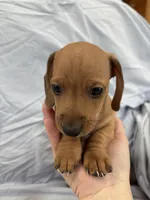 Linus, a male Miniature Dachshund for sale in Bellevue, MI – Photo 1 of 4