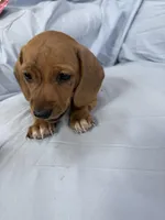 Lucy, a female Miniature Dachshund for sale in Bellevue, MI – Photo 6 of 6