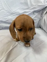 Lucy, a female Miniature Dachshund for sale in Bellevue, MI – Photo 2 of 6