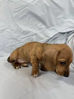 Lucy, a female Miniature Dachshund for sale in Bellevue, MI – Photo 5 of 6