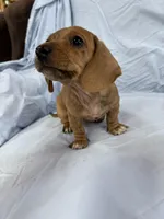 Lucy, a female Miniature Dachshund for sale in Bellevue, MI – Photo 3 of 6