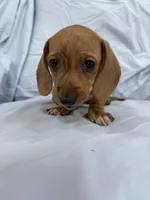 Lucy, a female Miniature Dachshund for sale in Bellevue, MI – Photo 1 of 6