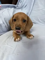 Lucy, a female Miniature Dachshund for sale in Bellevue, MI – Photo 4 of 6