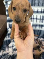Tom, a male Miniature Dachshund for sale in Bellevue, MI – 1 of 3