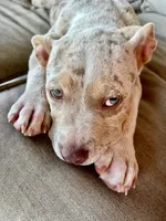 Yellow, a female American Bully for sale in Katy, TX – 8 of 8