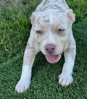 Yellow, a female American Bully for sale in Katy, TX – 5 of 8