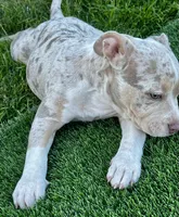 Yellow, a female American Bully for sale in Katy, TX – 7 of 8