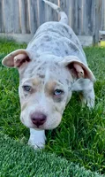 Yellow, a female American Bully for sale in Katy, TX – 6 of 8