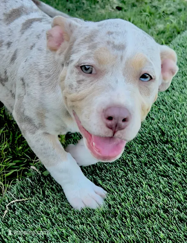 Yellow – American Bully puppy for sale in Katy, TX