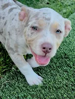 Yellow, a female American Bully for sale in Katy, TX – 1 of 8