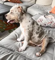 Yellow, a female American Bully for sale in Katy, TX – 3 of 8