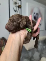 Akc Green collar , a male Poodle - Standard  for sale in Colorado Springs, CO – 2 of 5