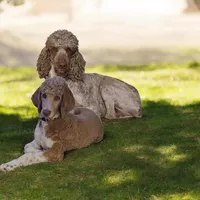 Akc White Collar , a male Poodle - Standard  for sale in Colorado Springs, CO – 5 of 5