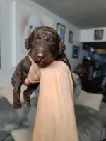 Akc Blue Collar , a male Poodle - Standard  for sale in Colorado Springs, CO – 3 of 5