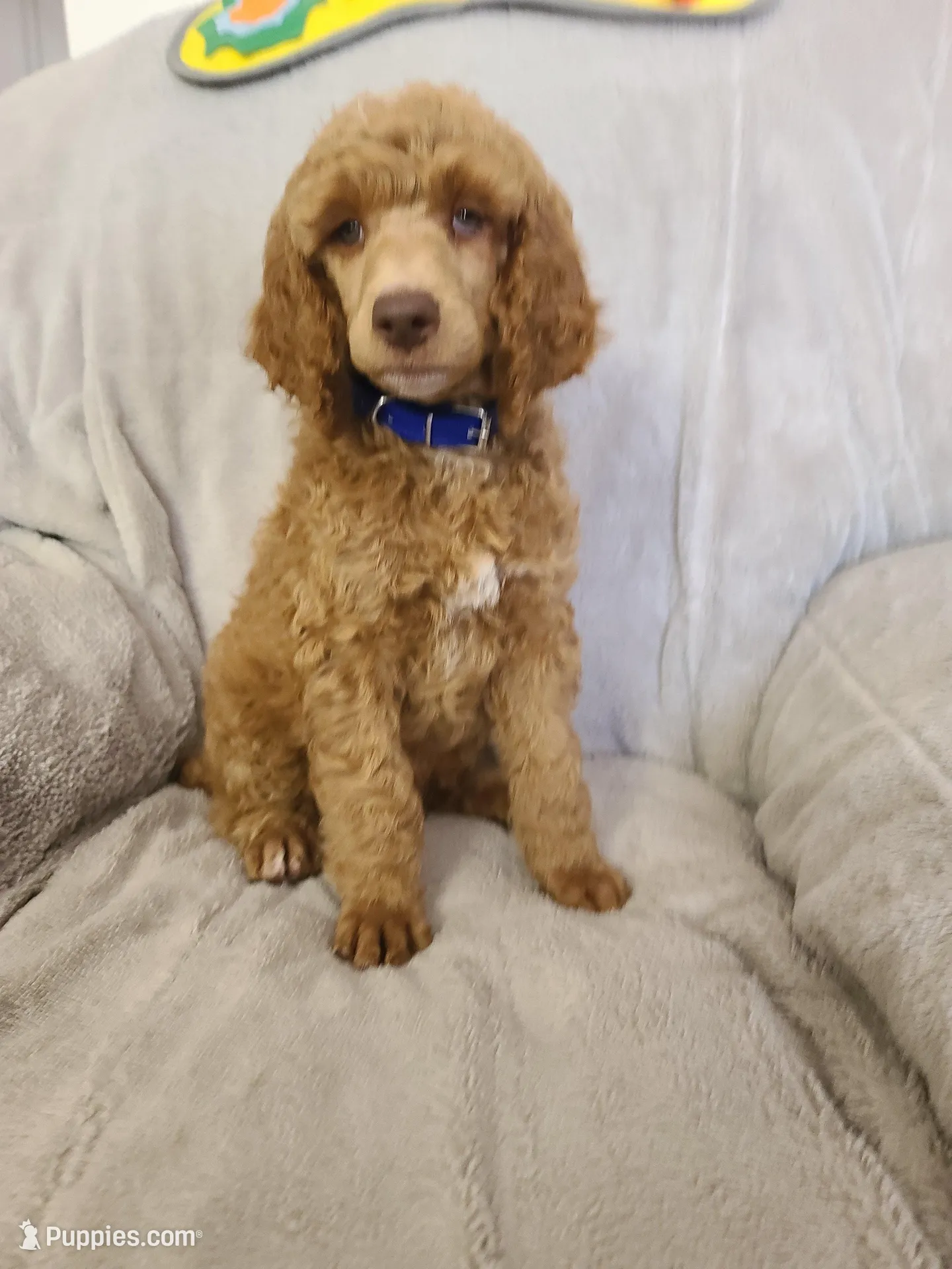 Blue Collar , a male Poodle - Standard  for sale in Colorado Springs, CO – 3 of 9