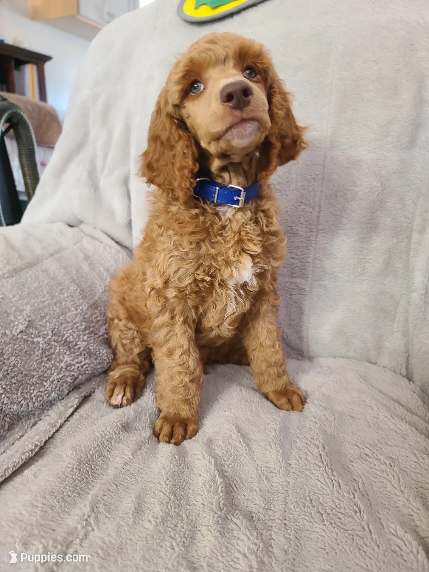 Blue Collar , a male Poodle - Standard  for sale in Colorado Springs, CO – 4 of 9