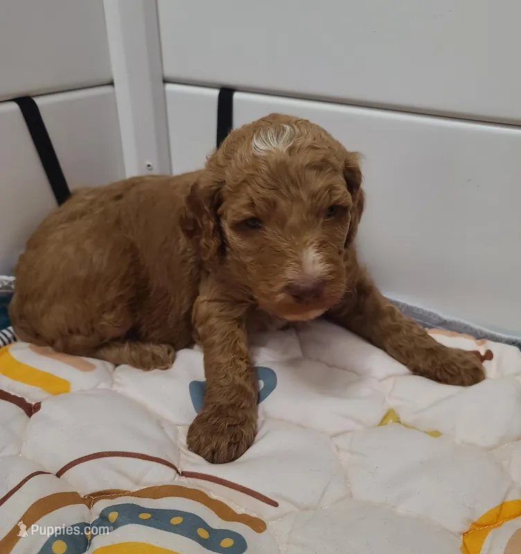 Black collar  – Poodle - Standard  puppy for sale in Colorado Springs, CO