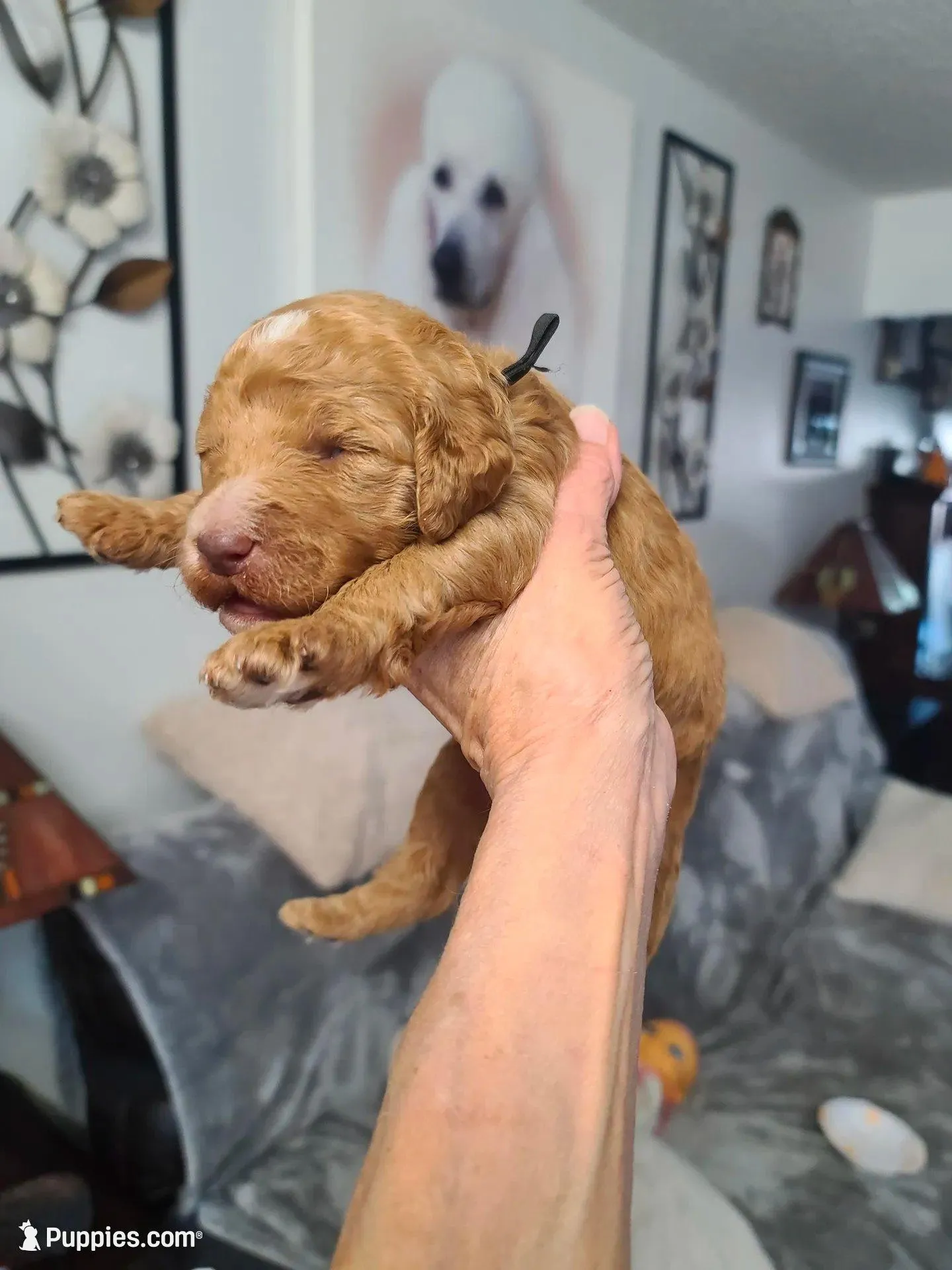 Black collar , a male Poodle - Standard  for sale in Colorado Springs, CO – Photo 1 of 1