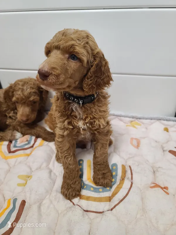 Black collar  – Poodle - Standard  puppy for sale in Colorado Springs, CO