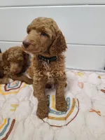 Black collar , a male Poodle - Standard  for sale in Colorado Springs, CO – 6 of 8