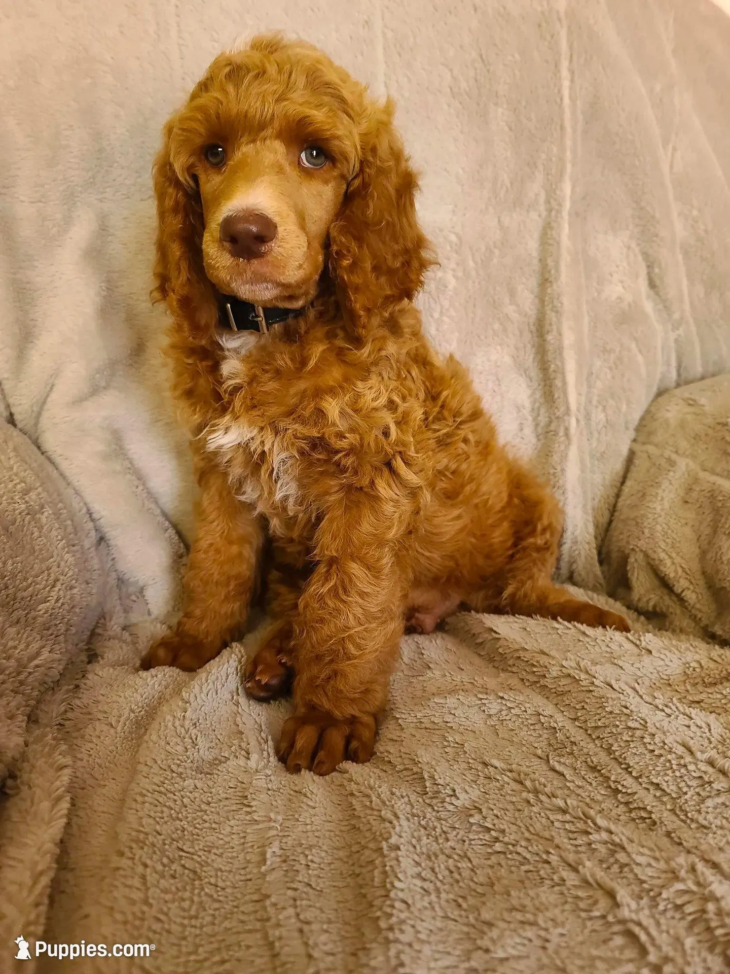 Black collar , a male Poodle - Standard  for sale in Colorado Springs, CO – 2 of 8