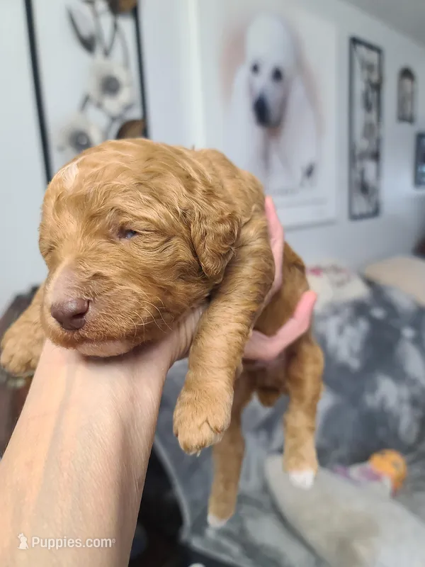 Black collar  – Poodle - Standard  puppy for sale in Colorado Springs, CO