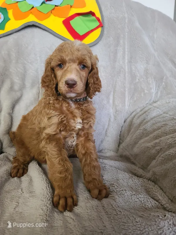 Black collar  – Poodle - Standard  puppy for sale in Colorado Springs, CO