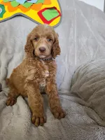 Black collar , a male Poodle - Standard  for sale in Colorado Springs, CO – 4 of 8