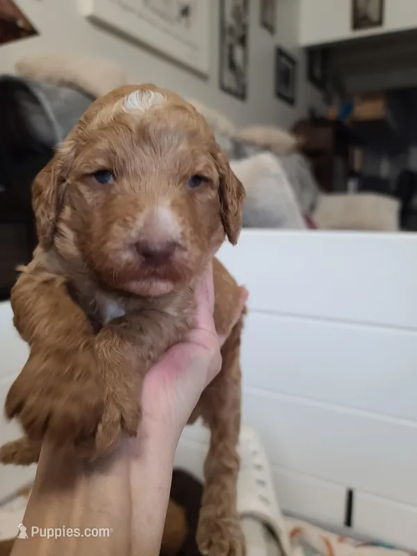 Black collar  – Poodle - Standard  puppy for sale in Colorado Springs, CO