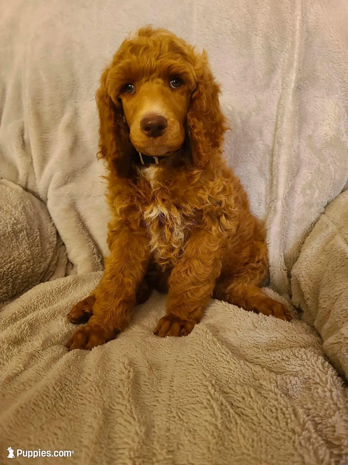 Black collar , a male Poodle - Standard  for sale in Colorado Springs, CO – 3 of 8