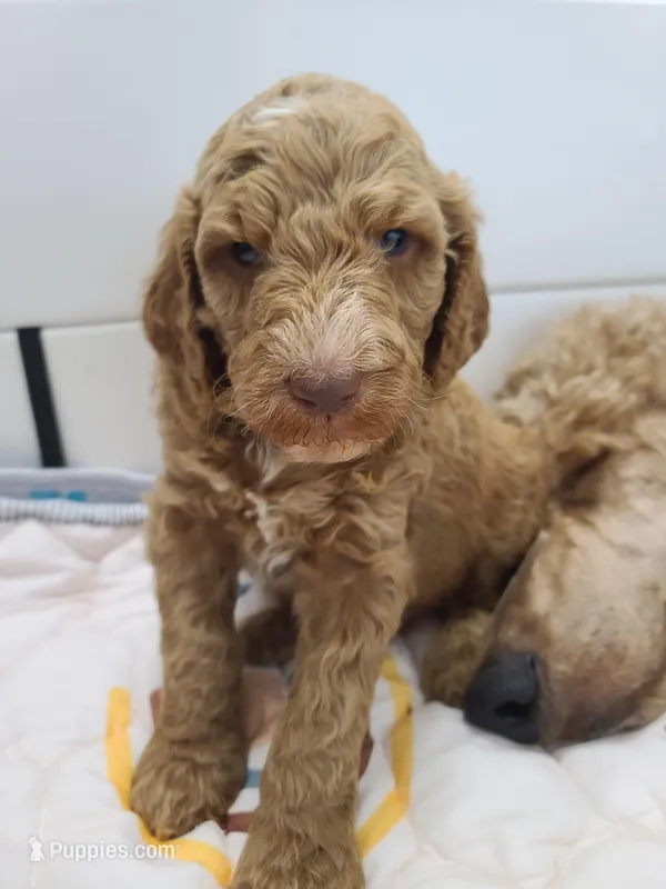 Black collar  – Poodle - Standard  puppy for sale in Colorado Springs, CO