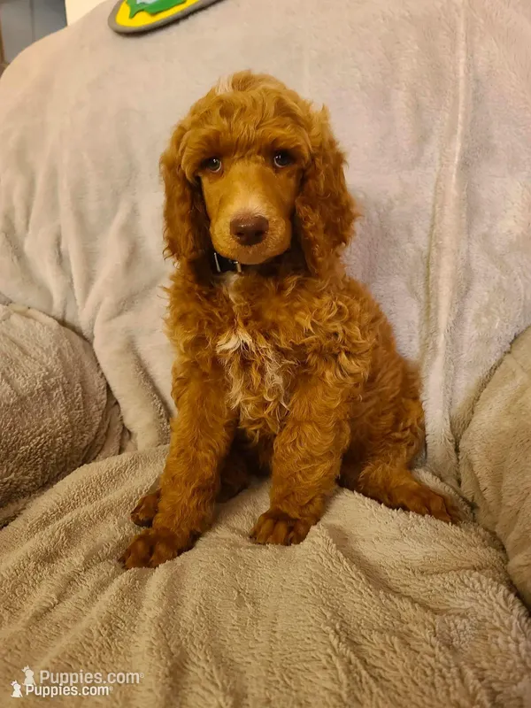 Black collar  – Poodle - Standard  puppy for sale in Colorado Springs, CO
