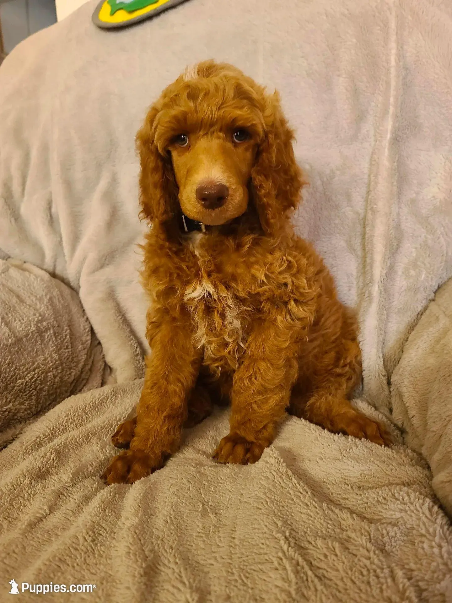 Black collar , a male Poodle - Standard  for sale in Colorado Springs, CO – 1 of 8
