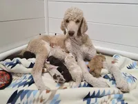 Akc Green collar , a male Poodle - Standard  for sale in Colorado Springs, CO – 4 of 5