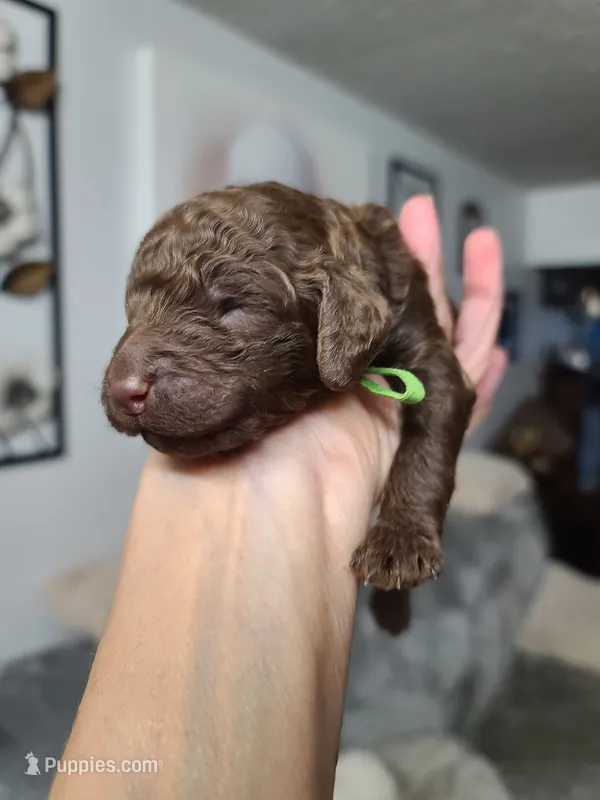 Akc Green collar  – Poodle - Standard  puppy for sale in Colorado Springs, CO