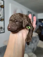 Akc Green collar , a male Poodle - Standard  for sale in Colorado Springs, CO – 1 of 5