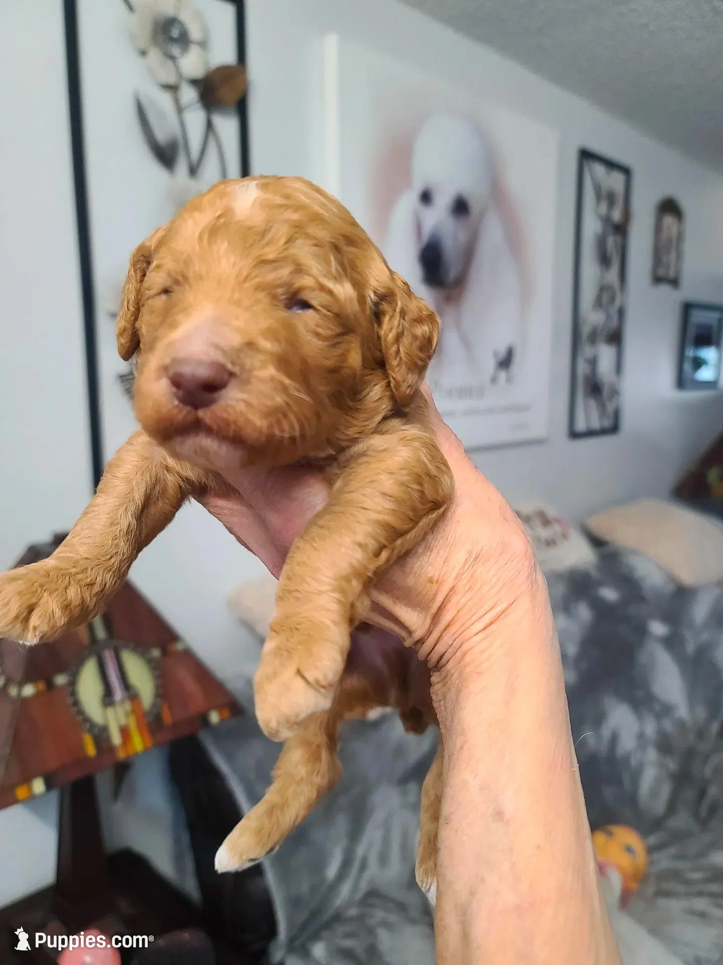 Blue Collar , a male Poodle - Standard  for sale in Colorado Springs, CO – Photo 3 of 3