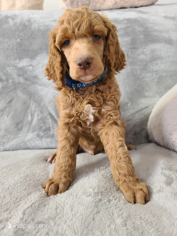 Blue Collar  – Poodle - Standard  puppy for sale in Colorado Springs, CO