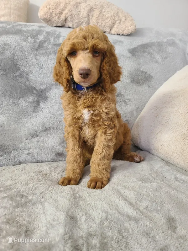 Blue Collar  – Poodle - Standard  puppy for sale in Colorado Springs, CO